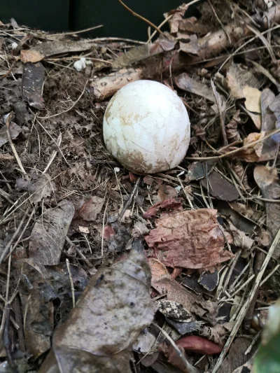 Elvlanden - Hej, mam zagadkę dla wykopowych grzybiarzy.
Co to za grzyb?
Wyrosło mi to...