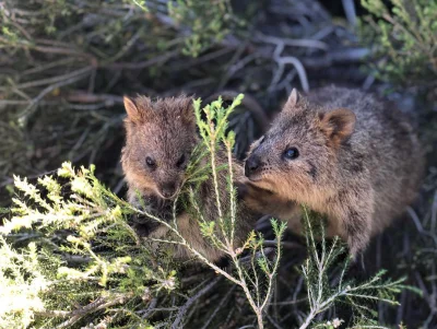 mfek00 - Na ostatni piątek roku ʕ•ᴥ•ʔ
#quokka #quokkanadzis #zwierzaczki