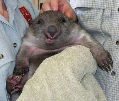 pakoz - #wombat #smiesznypiesek