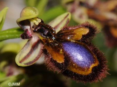 GraveDigger - > Ophrys speculum

@caprimulgus: Trzeba wkleić zdjęcie :)
