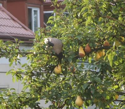 C.....W - A u nas za oknem, #wrona je sobie gruszkę w najlepsze! #pokaptaka