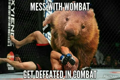 p1res - Jakby ktoś chciał zadzierać z wombatem to tak tylko przypominam ( ͡º ͜ʖ͡º) #w...