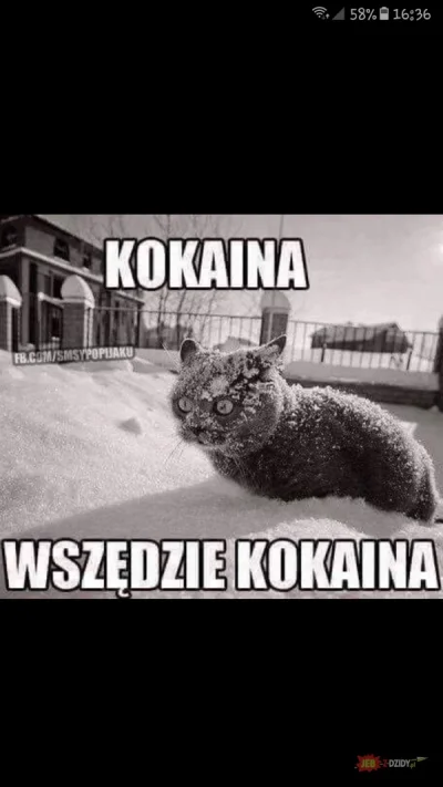 Babazkebaba - Co ten koteł #dziwnekotki #kot #cotenkotel