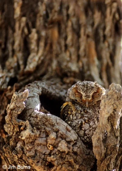 P.....s - Mega zdjęcia. Flammulated Owl ma świetny leśny kamuflaż.