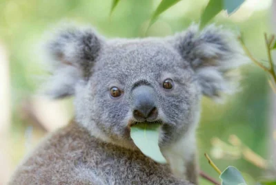 Najzajebistszy - Kiedy mama znów każe jeść ten ohydny szpinak.

ʕ•ᴥ•ʔ

#koala #koalow...