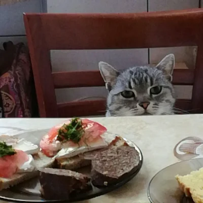 kwasnydeszcz - dzień dobry, mój kote życzy smacznego śniadanka 

SPOILER