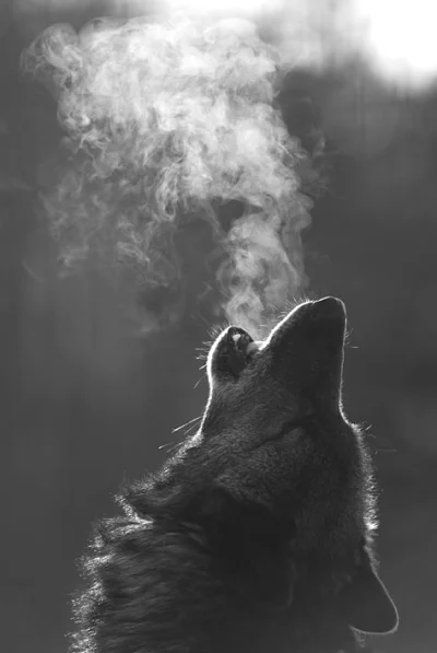 Blackman - Zapierająca dech fotografia wilka
#fotografia #zwierzeta #wilk