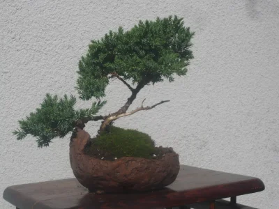 marciin88 - Mireczki z #Kielce i okolic, jeśli lubicie #bonsai i ogólnie #ogrodnictwo...