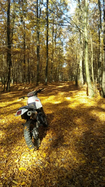 w3exe - w lesie pieknie 
#motocykle #enduro