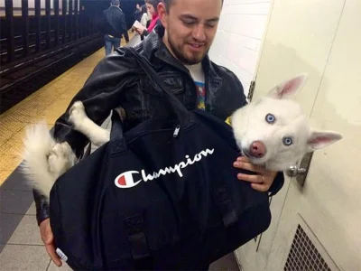 pranko_csv - Mircy #ciekawostki

Nowojorskie metro zbanowało wszystkie psy które ni...