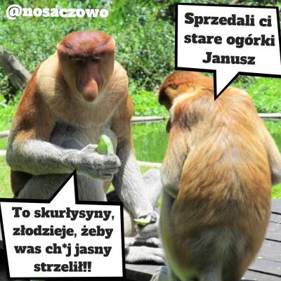 nosaczepolaki - #nosacz #nosaczsundajski #memy