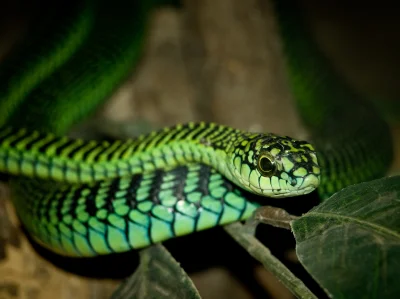 Nekromantyczny - Dysfolid, znany raczej jako boomslang. Poza ciekawym dymorfizmem płc...