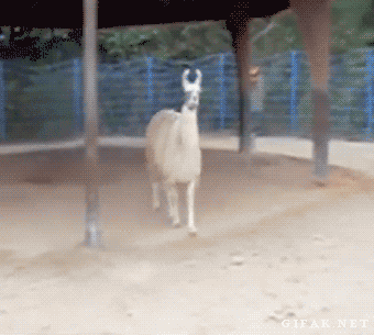 Eskimoska - A to Ci dopiero lama dama :D

#lama #foch #gif #heheszki #zwierzaczki