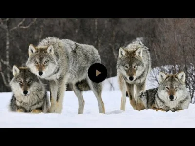 mefistofilus - @majcelos: Polecam krótki materiał o tym jak w Yellowstone wilki zmien...