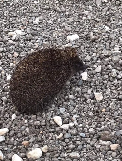 ciemny_kolor - Uratowałem dziś jeża. Napotkałem go wracając do domu, tuptał na polnej...