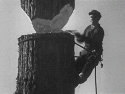 kadves - I ta reakcja na spadające drzewo ( ͡° ͜ʖ ͡°)

#heheszki #humorobrazkowy #g...