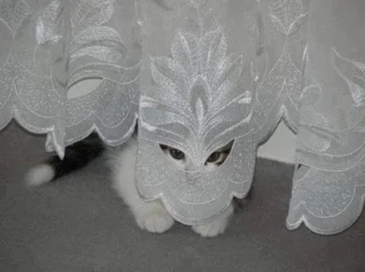 pieczarrra - Przybywam po twoją duszę.

#koty #kotokalipsa