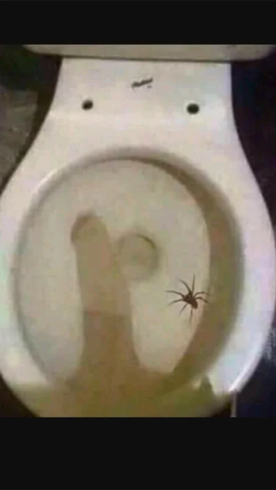 czworokot - Ja też ostatnio spotkałem pająka w toalecie