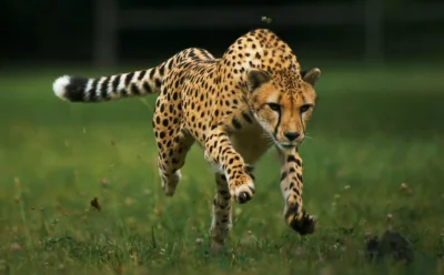 fir3fly - Obalanie mitów nt. gepardów:

- pościg za ofiarą NIE powoduje u nich przegr...