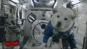 b4kus - #doge #spacedoge #gif