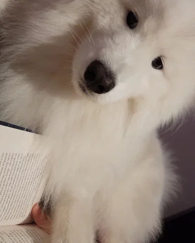 Tsumika - Cześć... ekhem... czy ja ci przeszkadzam?
#pokazpsa #samoyed