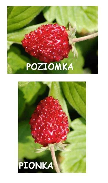 slava - Patrzajta mirki co znalazłem 



SPOILER
SPOILER
 ( ͡° ͜ʖ ͡°)ﾉ⌐■-■
SPOILER
 (...