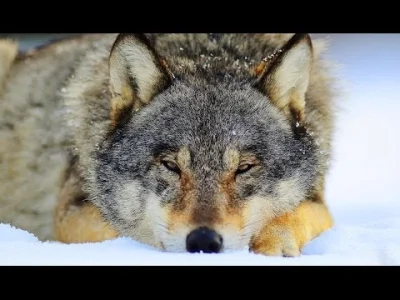 Warwick - Niedobry #wilk wymusza od kujona drobne na lunch.

#zwierzata #zwierzaczk...