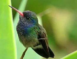 w.....r - Koliberek Hawański (Mellisuga helenae)

#ptaki #ptaknadzis #ornitologia