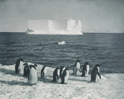 myrmekochoria - Herbert Ponting, Pingwiny sfotografowane podczas ekspedycji Terra Nov...