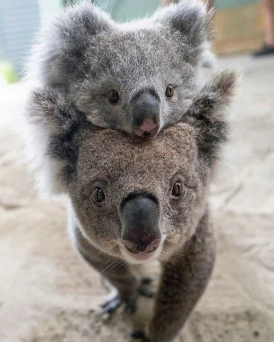 Najzajebistszy - Koalowego dnia. ʕ•ᴥ•ʔ

#koalowabojowka #koala #zwierzaczki