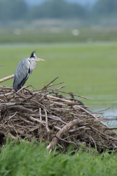 trzeci - Na dziś, nieco #!$%@? czapla siwa
--
ISO 320, 1/800 s f/6,3 600 mm
---
G...