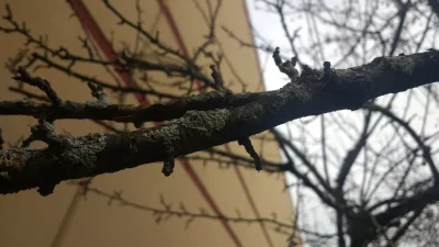 krizzz - Mirki czy wiecie co to może być za narośl na drzewie? Pojawia się to na gałę...