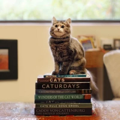 M.....a - #kot #literatura #smiesznykotek #studbaza 

A czy ty już przeczytałeś wsz...