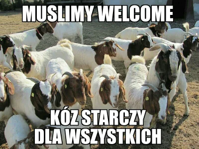 Morfi_pl - #heheszki #islam #isis #muslimy #bekazlewactwa