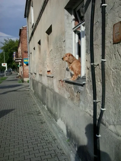 dach - Dzisiaj, idąc przez miasto, ukazał mi się złoty pieseł. Jak myślicie, to jakiś...