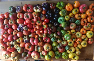 KrolWlosowzNosa - Zaczęło się na dobre.. ( ͡° ͜ʖ ͡°)

#pomidory #ogrodnictwo