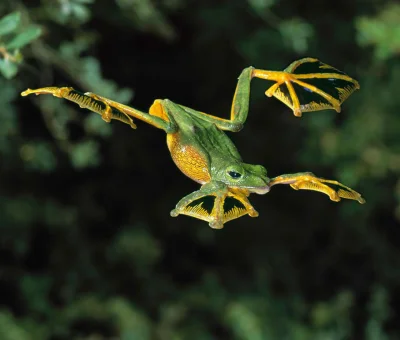 tyrald - @LIPTOON: niektóre żaby mają "supermoce" - polecam nogolotkowate. ( ͡° ͜ʖ ͡°...