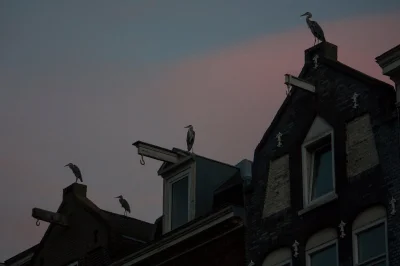 Juppi_ - W Amsterdamie w okolicach ryneczków można spotkać czaple 'polujące' na reszt...