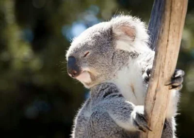 spokoczajnik - James pokazuje nam swój lepszy profil, więc proszę podziwiac. 

#koala...