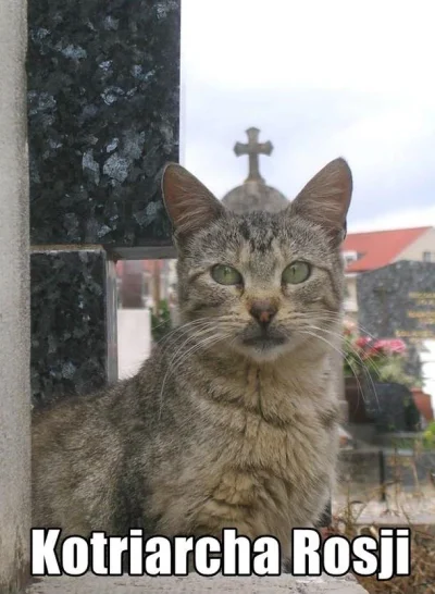k.....1 - @paczczczacz: A tu zwierzchnik Kociego Kościoła Prawosławnego ( ͡° ͜ʖ ͡°)