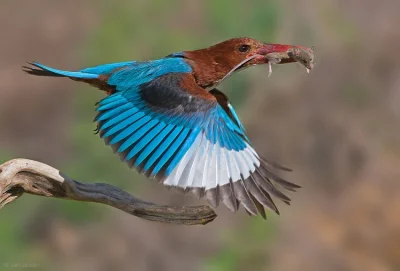 likk - @ClauditteMissCooking: zapewne Łowiec krasnodzioby (Halcyon smyrnensis) - jeśl...