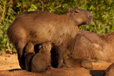 darosoldier - #zwierzaczki #kapibara