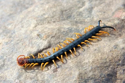 likk - zamiast powitania słów #porannaporcja scolopendra herosów

Scolopendra heros...