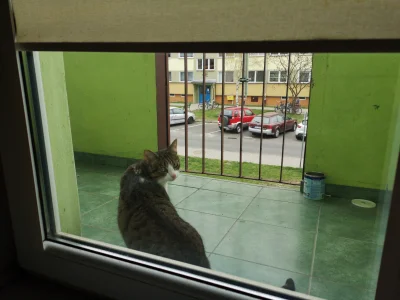 a7xksi - Kot wyklęty, na balkonie zamknięty #koty #heheszki #pokazkota