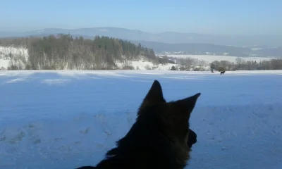 Kodia - Mroźna, ale piękna pogoda :) w sam raz na spacer z psem po kotlinie kłodzkiej...