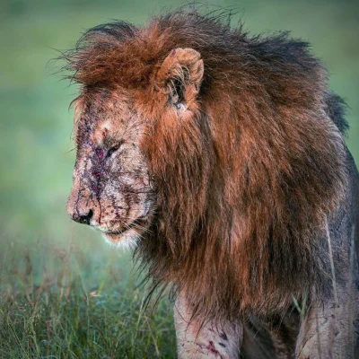 GraveDigger - Styrany lew po walce. Ciekawe jak wygląda ten drugi.
#zwierzaczki #dzi...