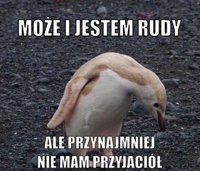 MrCat - #heheszki #humorobrazkowy #przegryw #feels #rudy #pingwin