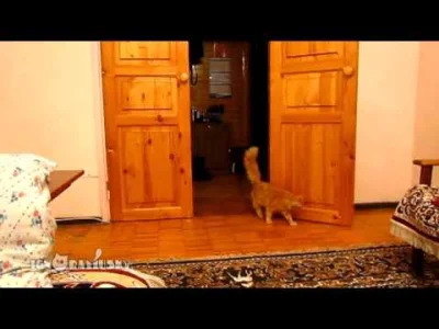 WyjadaczWisienek - Zdalne sterowanie kotem
#smiesznypiesek #koty #humor