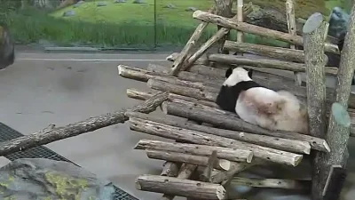 likk - czo?! czo to krwa było?!

#pandysazajebiste #panda #zwierzaczki #gif

http...