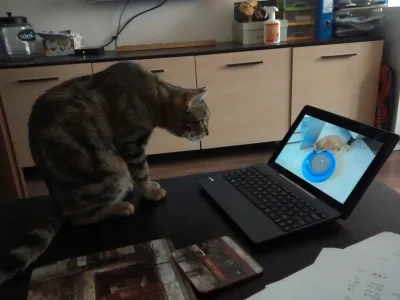 G.....n - #babelgluchykot ogląda filmy ze śmiesznymi kotami. 
#koty #pokazkota #kotce...